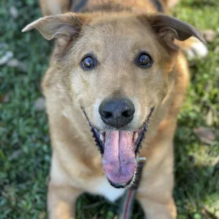 smiling golden hound