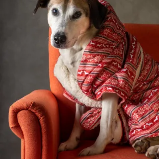 dog in red chair