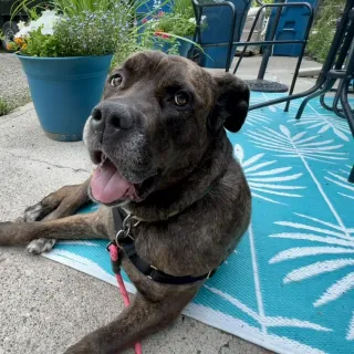 dark colored cane corso