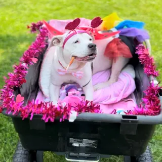 white dog in decorated cart