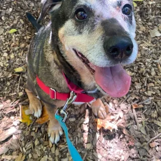 smiling grey-muzzled dog