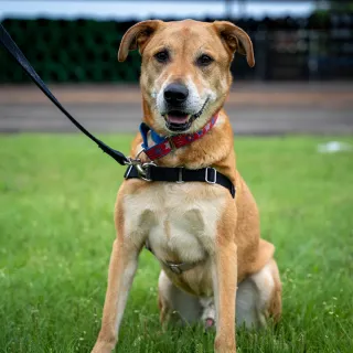 reddish tan dog