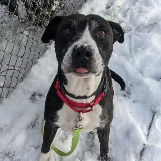 black and white dog in the snow