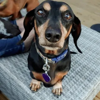 black and tan dachshund