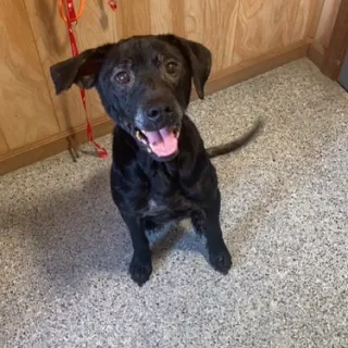 black lab smiling