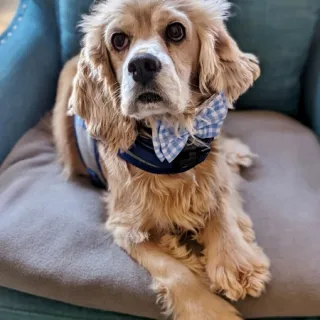 cocker spaniel with bowtie