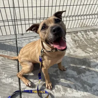 brown dog smiling