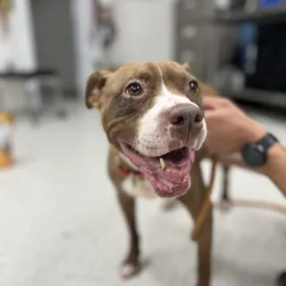 brown pitbull smiling