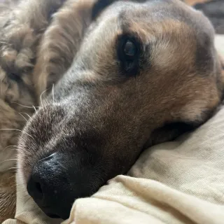 brown and black dog laying down