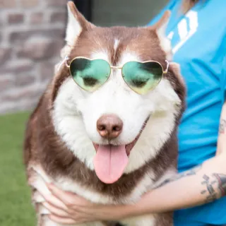 husky dog with heart-shaped glasses