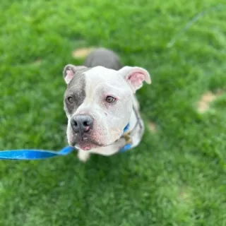 grey and white terrier mix