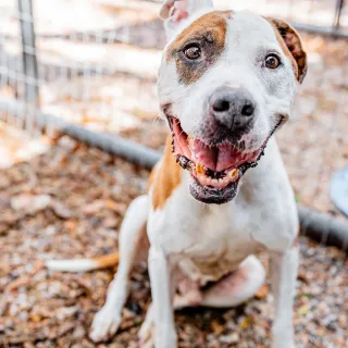 brown and white pit bull