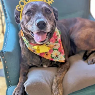 dog with golden age headband