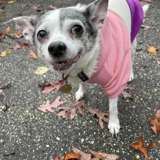 white chihuahua in sweatshirt