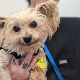 Yorkie in a tattooed hand