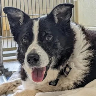 black and white border collie