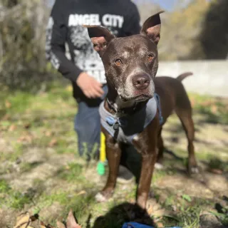 dark brown dog outside