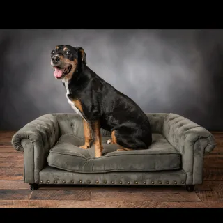 brown dog sitting on grey couch