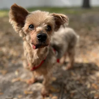 silky terrier with tongue out