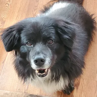 black fluffy dog looking up at the camera