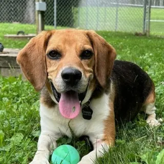 beagle with green ball