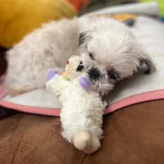 small white dog curled up with Lamb Chop toy