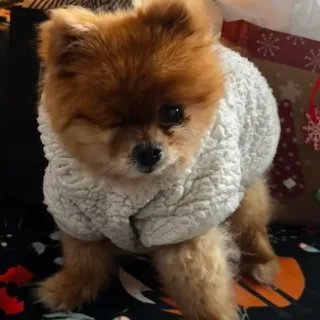 fluffy dog under a Christmas tree