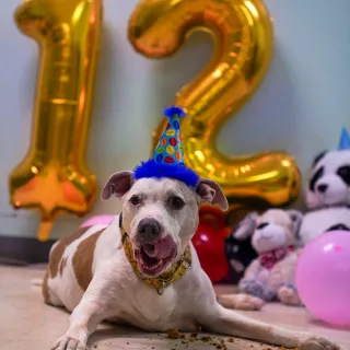 White dog with 12 birthday balloon