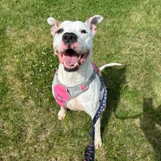 White dog with pink harness