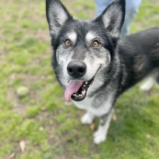 Black and white dog with tongue out