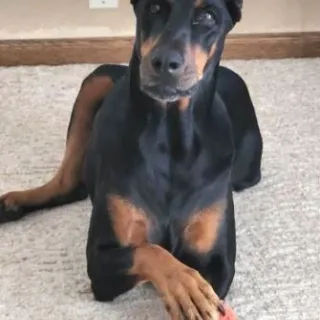 Doberman with orange ball