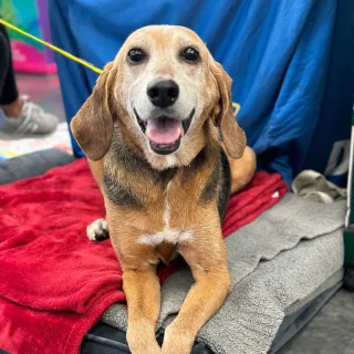 Hound dog on bed with mouth open