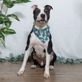 Brown and whit dog with a green bandana