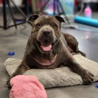 Brown dog on mat