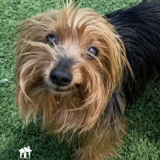 Brown dog in grass