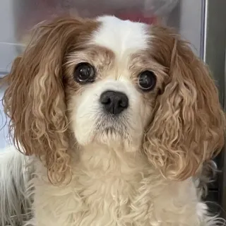 white dog with brown ears