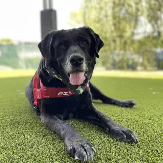 black dog with red harness