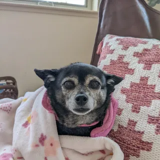 dog wrapped in blanket