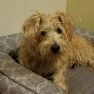 white dog on grey bed