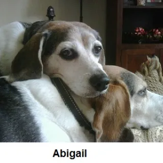 Abigail