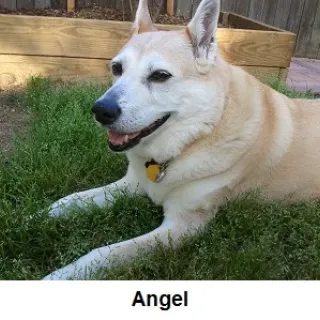 Angel