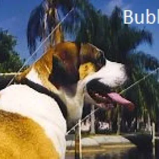 Bubba