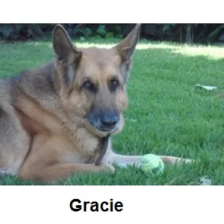 Gracie