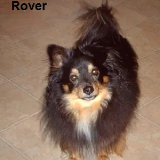 Rover