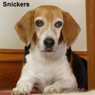 Snickers