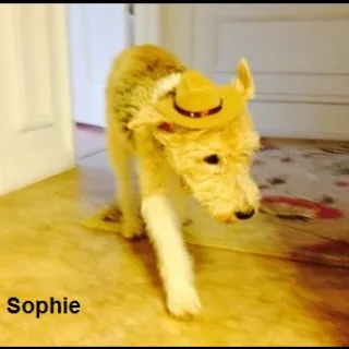 Sophie