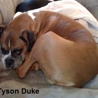 Tyson Duke