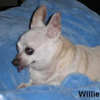 Willie