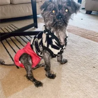 scruffy dog with diaper