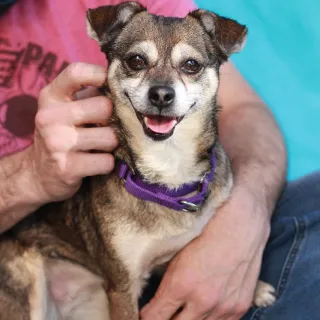 smiling small brown dog